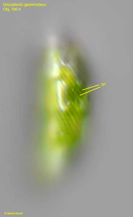 Discoplastis-gasterosteus