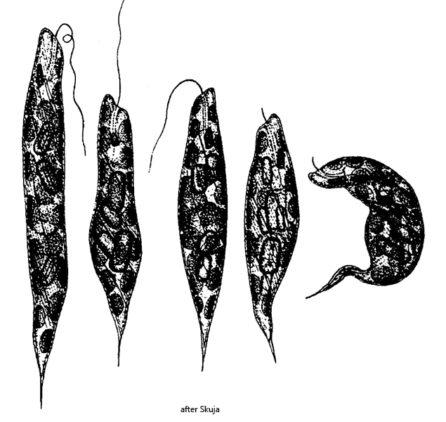 Discoplastis-gasterosteus