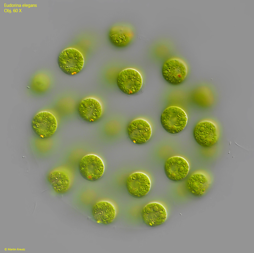 Eudorina-elegans