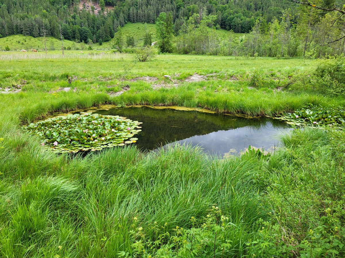 Pond St. Ulrich (Austria), June 2024