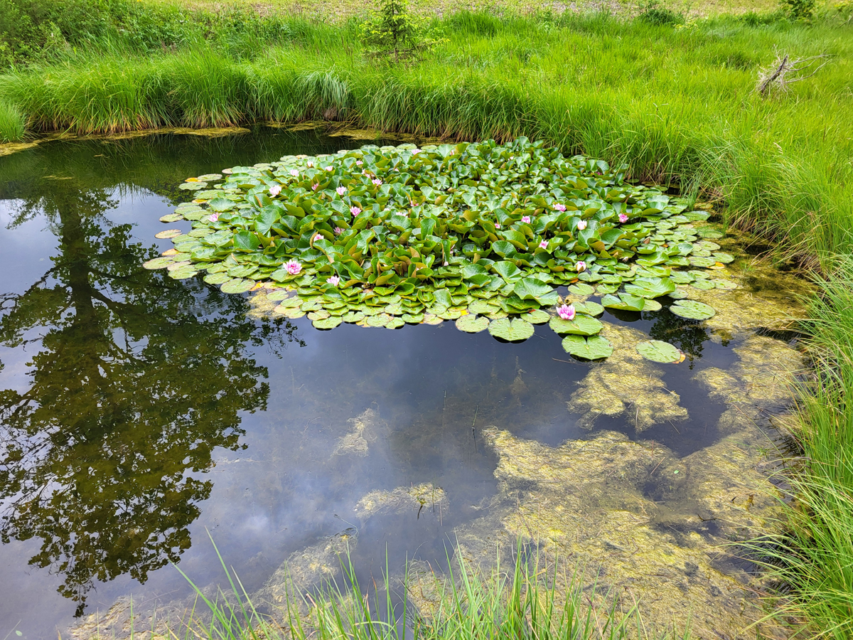 Pond St. Ulrich (Austria), June 2024