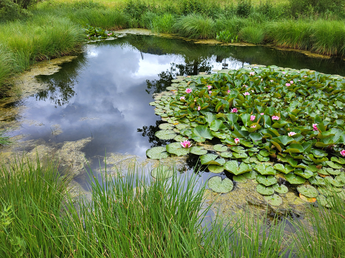 Pond St. Ulrich (Austria), June 2024