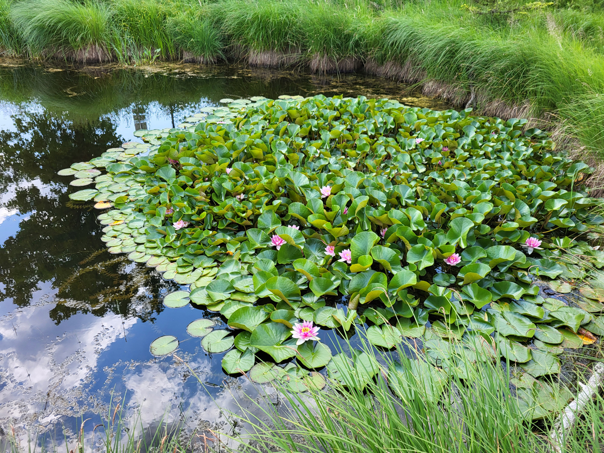 Pond St. Ulrich (Austria), June 2025
