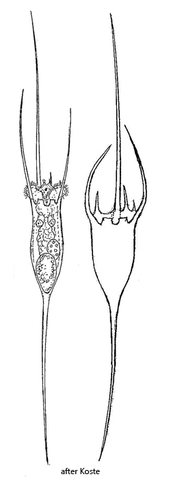 Kellicottia-longispina