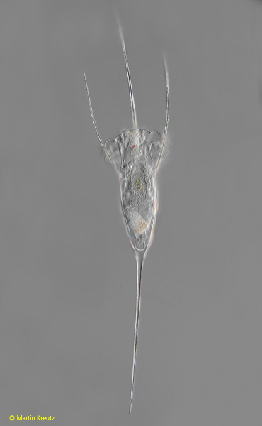 Kellicottia-longispina