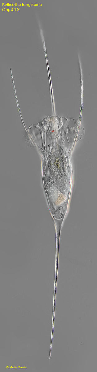 Kellicottia-longispina