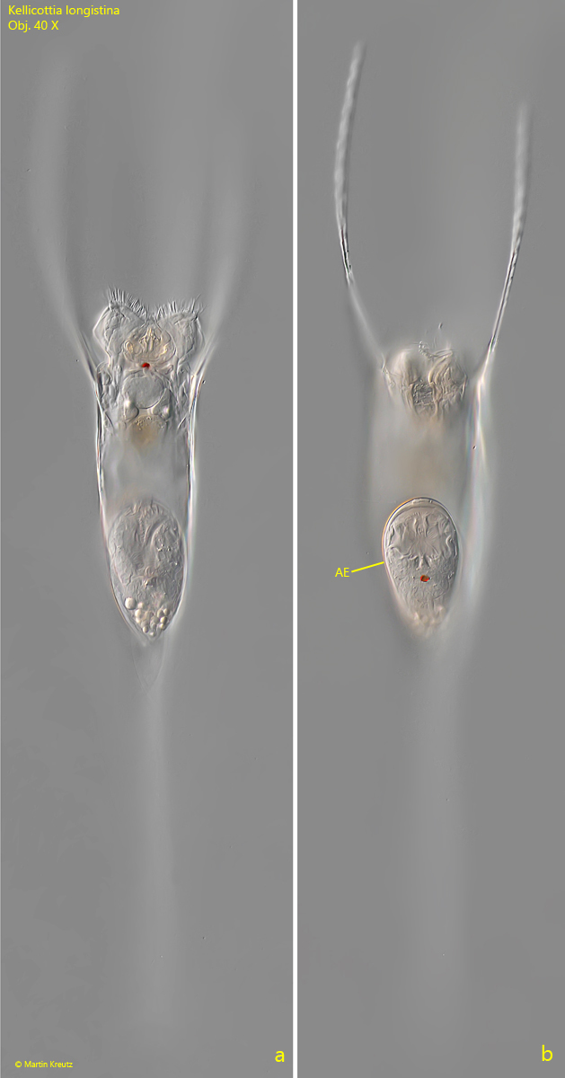 Kellicottia-longispina