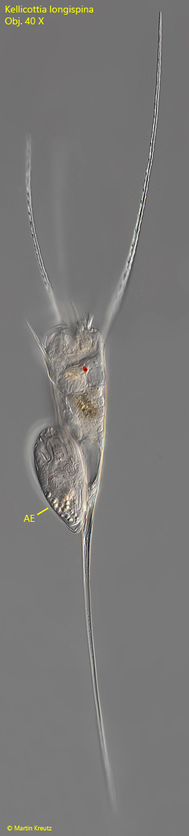 Kellicottia-longispina