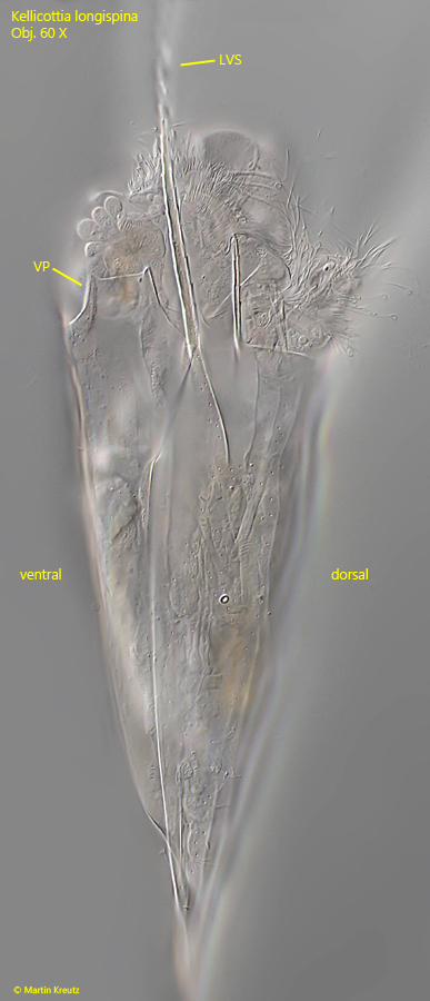 Kellicottia-longispina