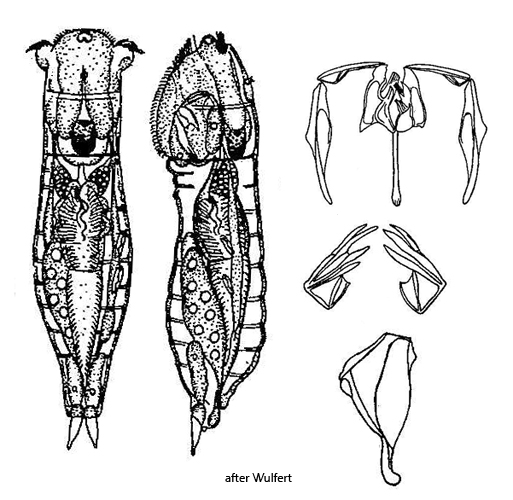 Notommata-groenlandica