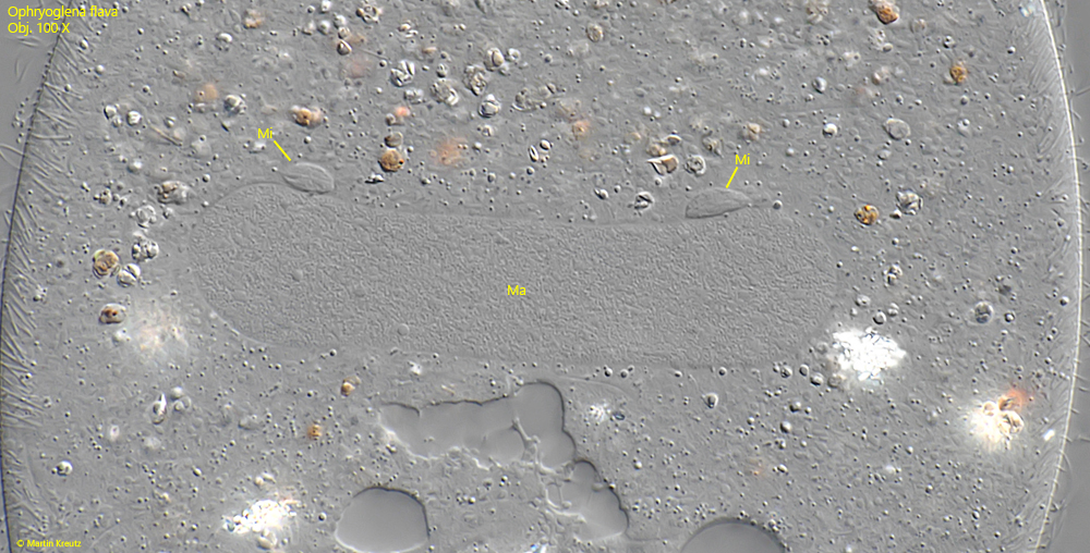 Ophryoglena-flava