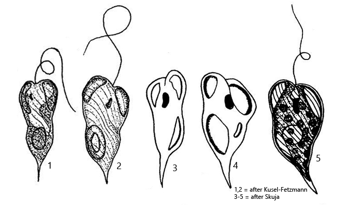 Phacus-aenigmaticus