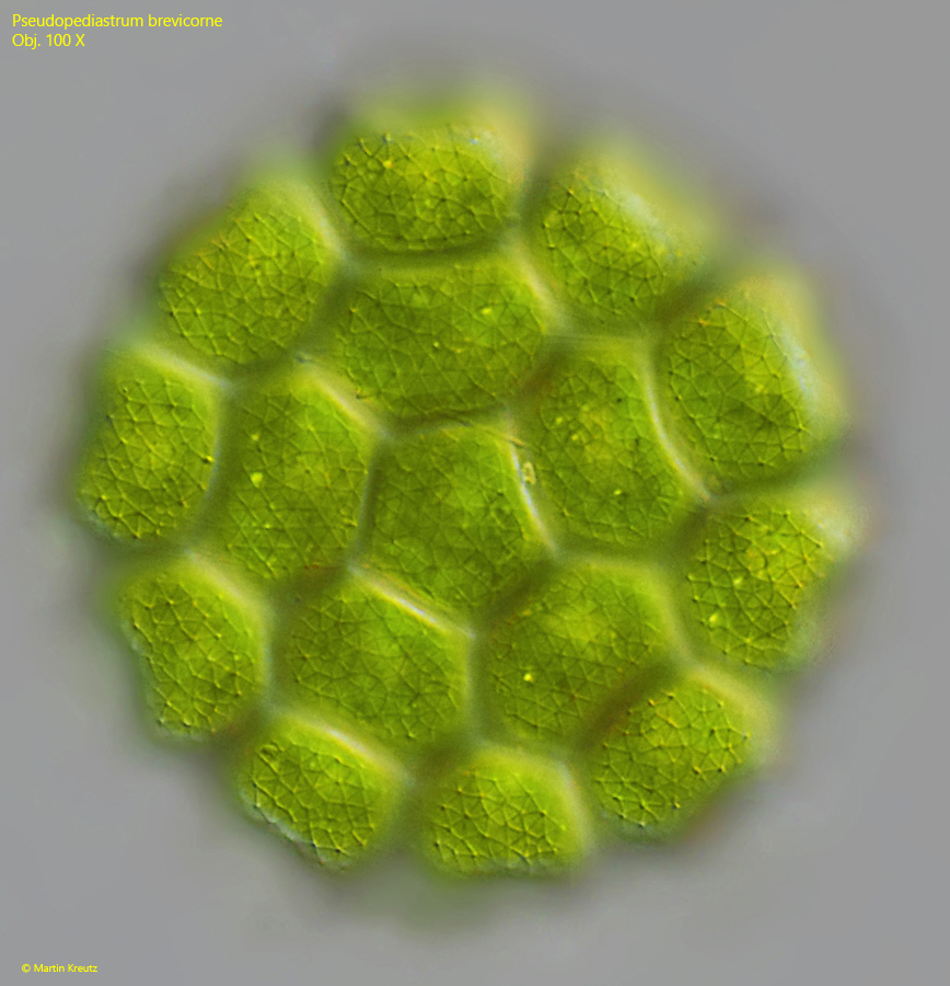 Pseudopediastrum-brevicorne