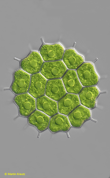 Pseudopediastrum-brevicorne