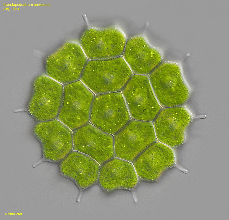 Pseudopediastrum-brevicorne