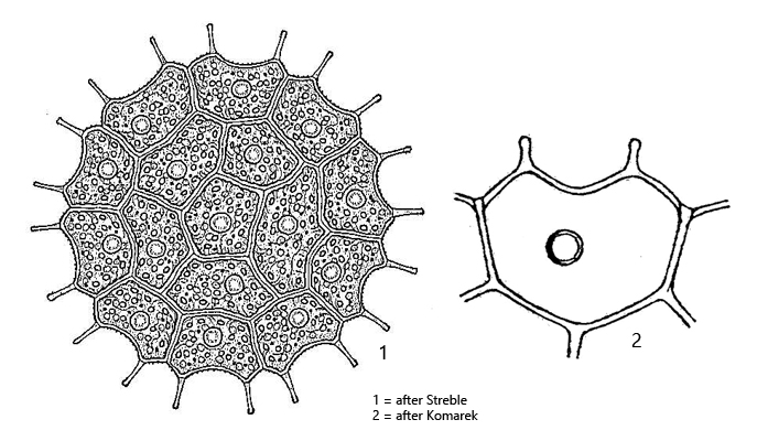Pseudopediastrum-brevicorne