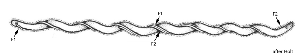 Spirochaeta-plicatilis