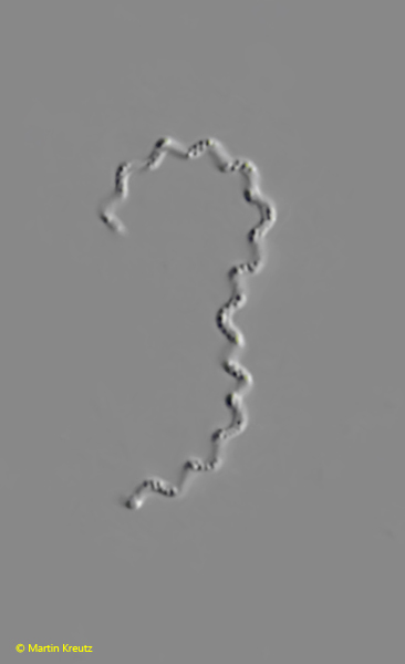 Spirochaeta-plicatilis