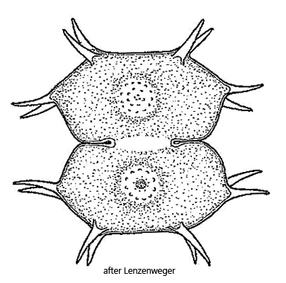 Xanthidium-antilopaeum-var-ornatum