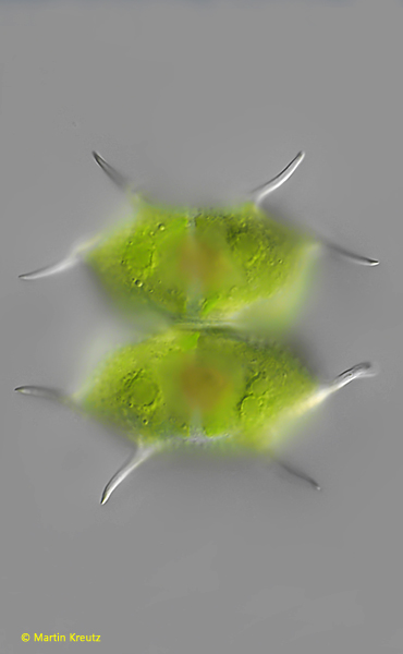 Xanthidium-antilopaeum-var-ornatum