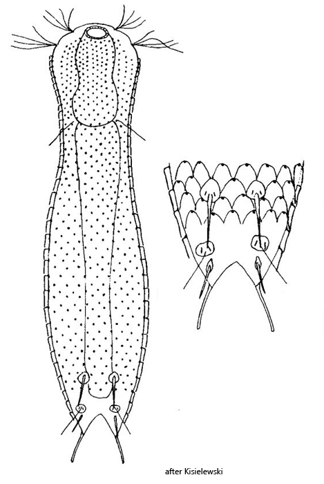 Aspidiophorus-tetrachaetus