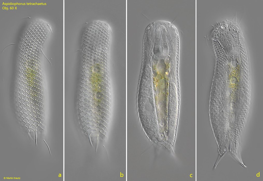 Aspidiophorus-tetrachaetus