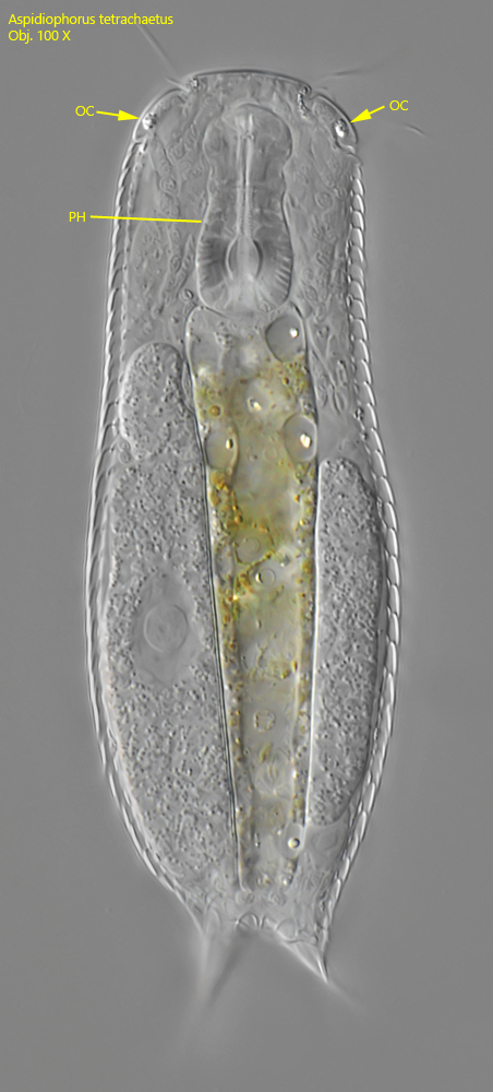 Aspidiophorus-tetrachaetus