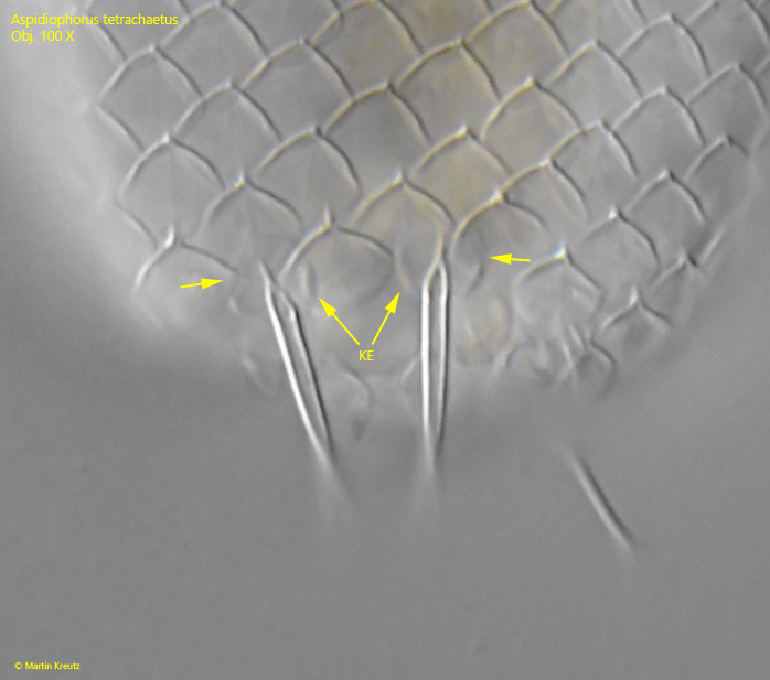 Aspiodiophorus-tetrachaetus