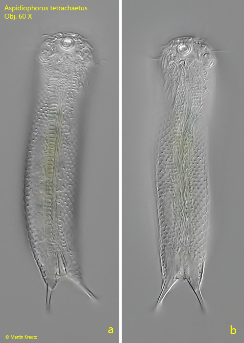 Aspidiophorus-tetrachaetus