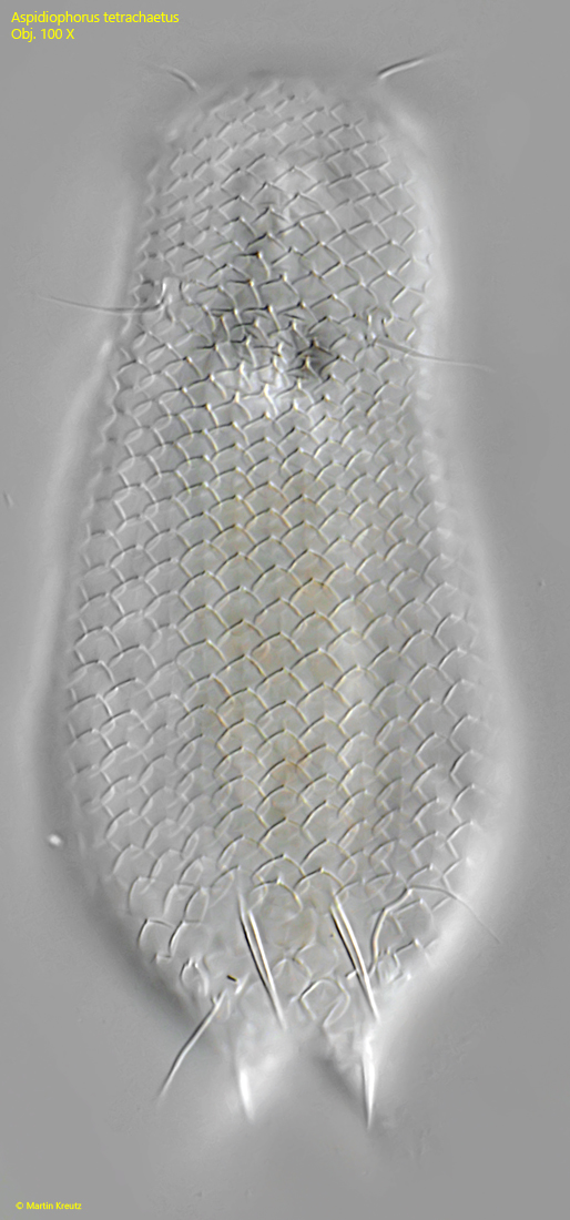 Aspidiophorus-tetrachaetus