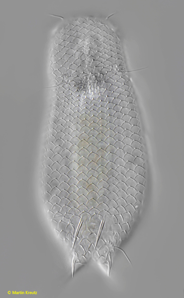 Aspidiophorus-tetrachaetus