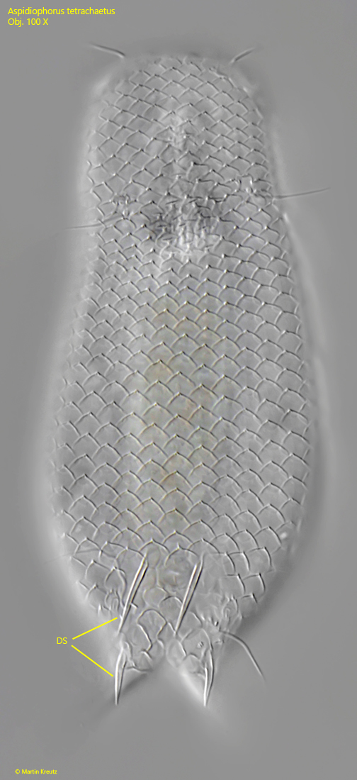 Aspidiophorus-tetrachaetus
