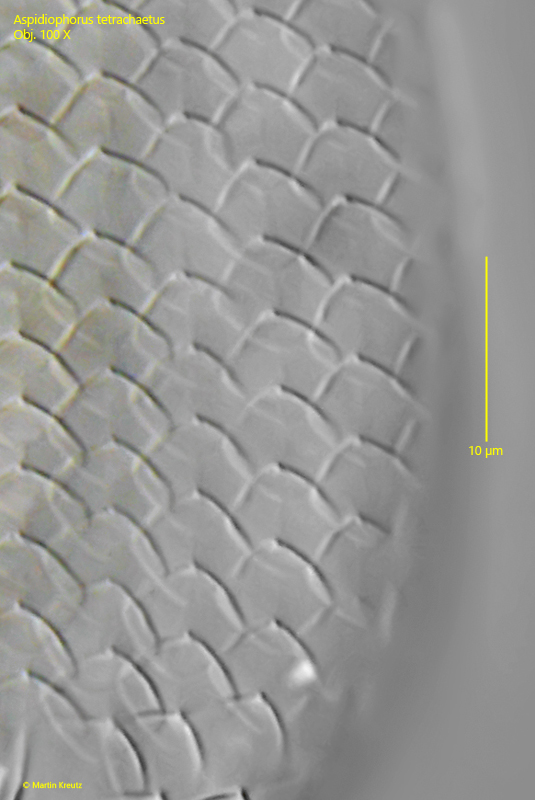 Aspidiophorus-tetrachaetus