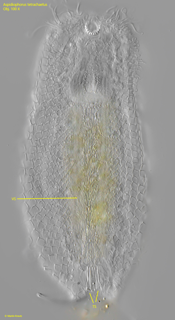 Aspidiophorus-tetrachaetus