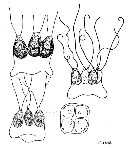 Basichlamys-sacculifera