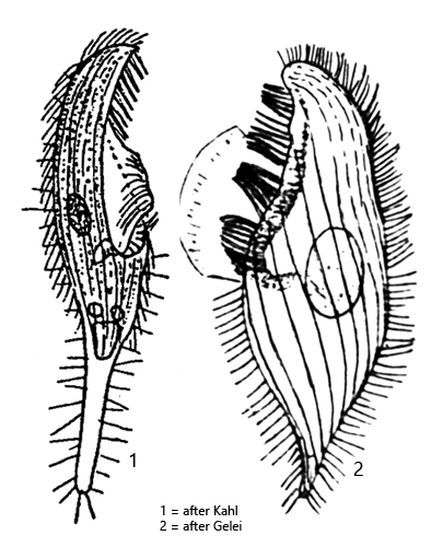 Blepharisma-elongatum
