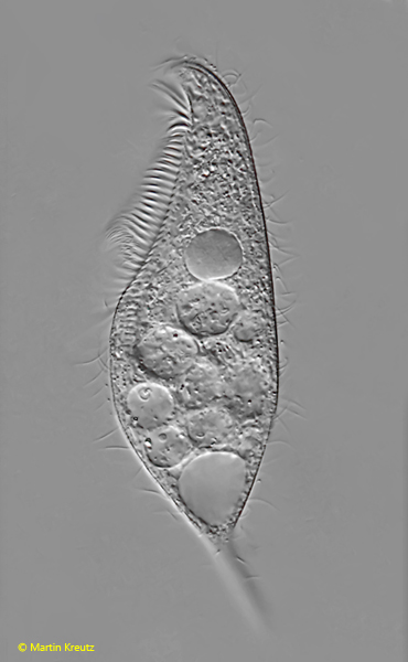 Blepharisma-elongatum
