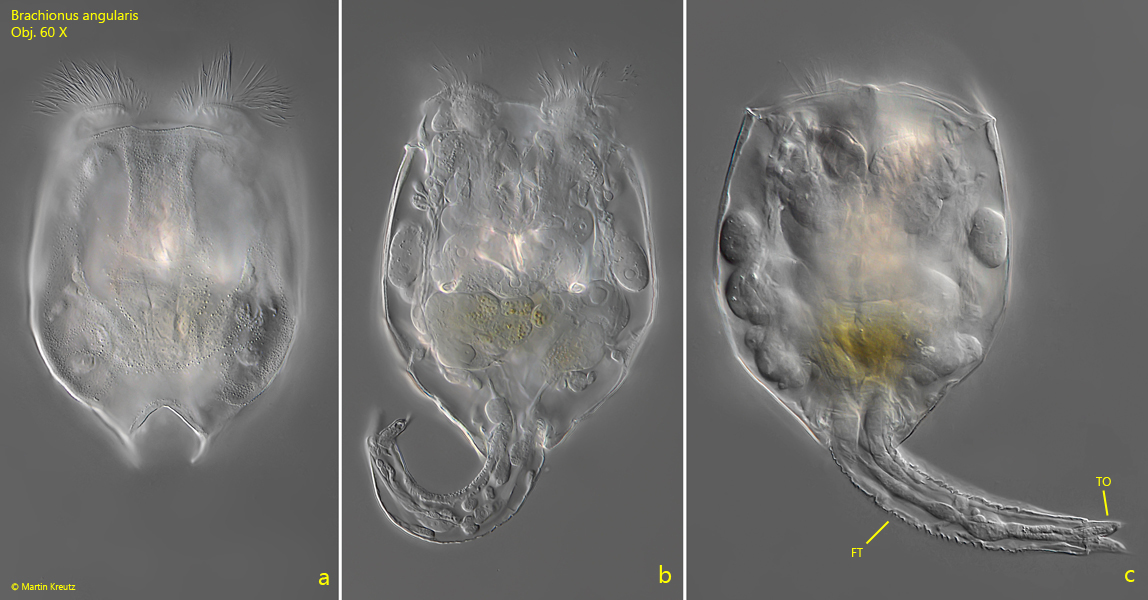 Brachionus-angularis