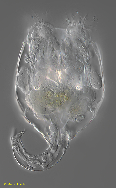 Brachionus-angularis