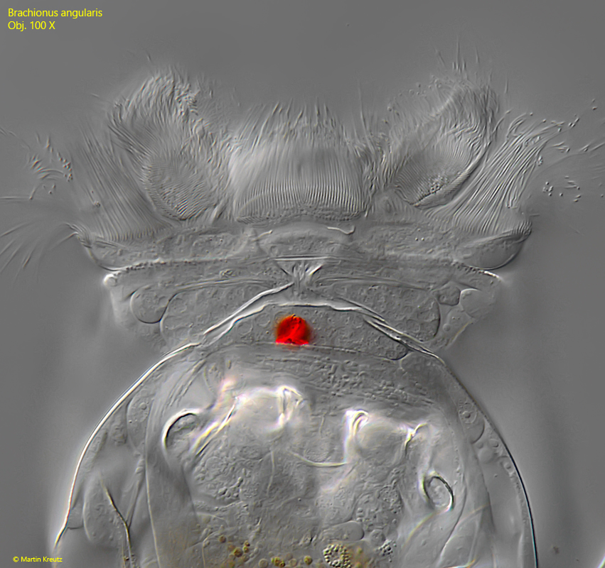 Brachionus-angularis