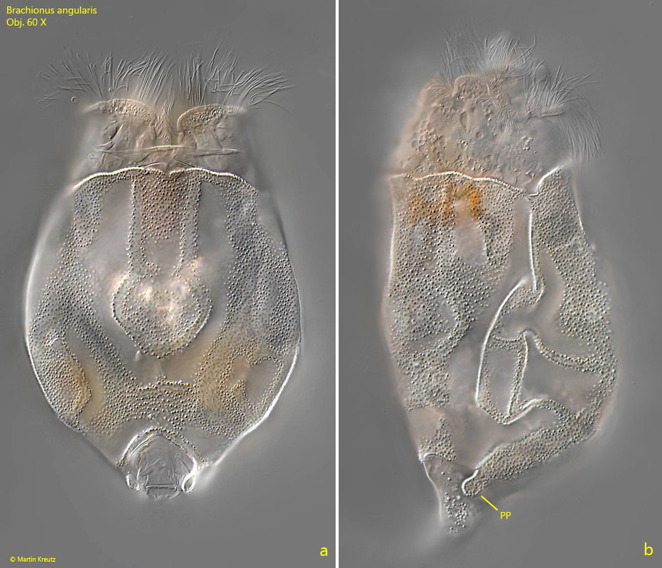 Brachionus-angularis
