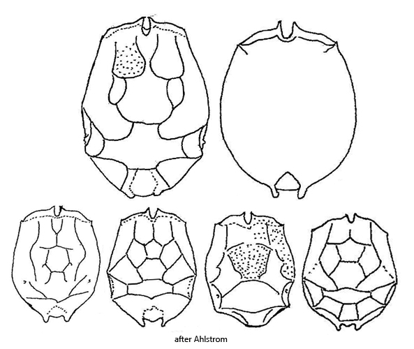 Brachionus-angularis