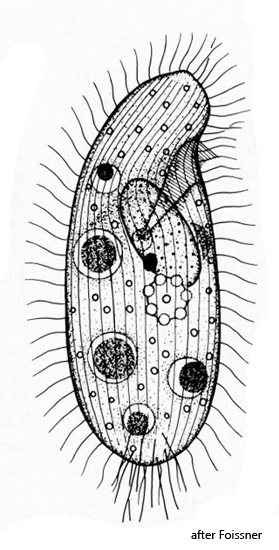 Colpidium-kleini