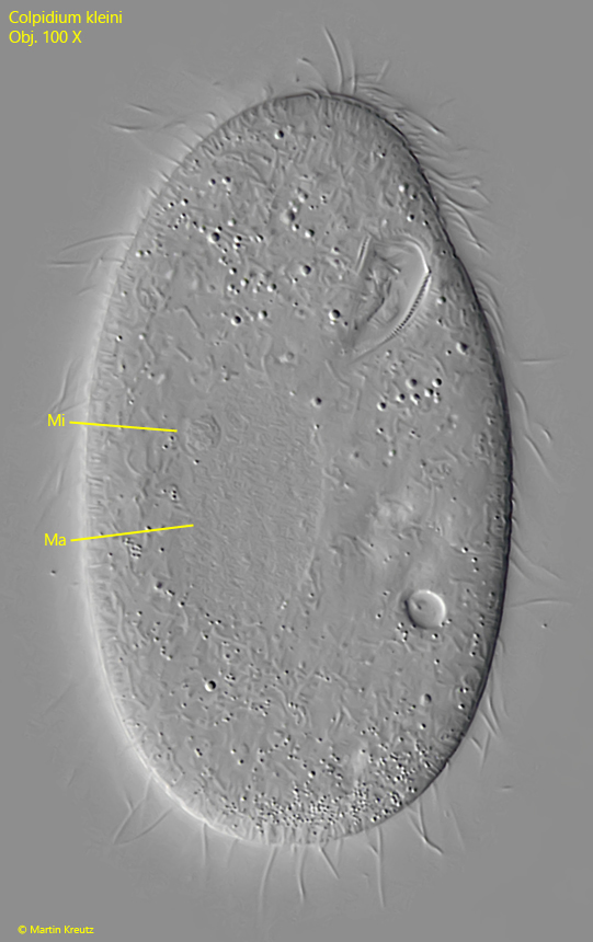 Colpidium-kleini