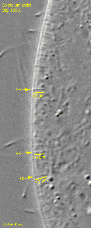 Colpidium-kleini
