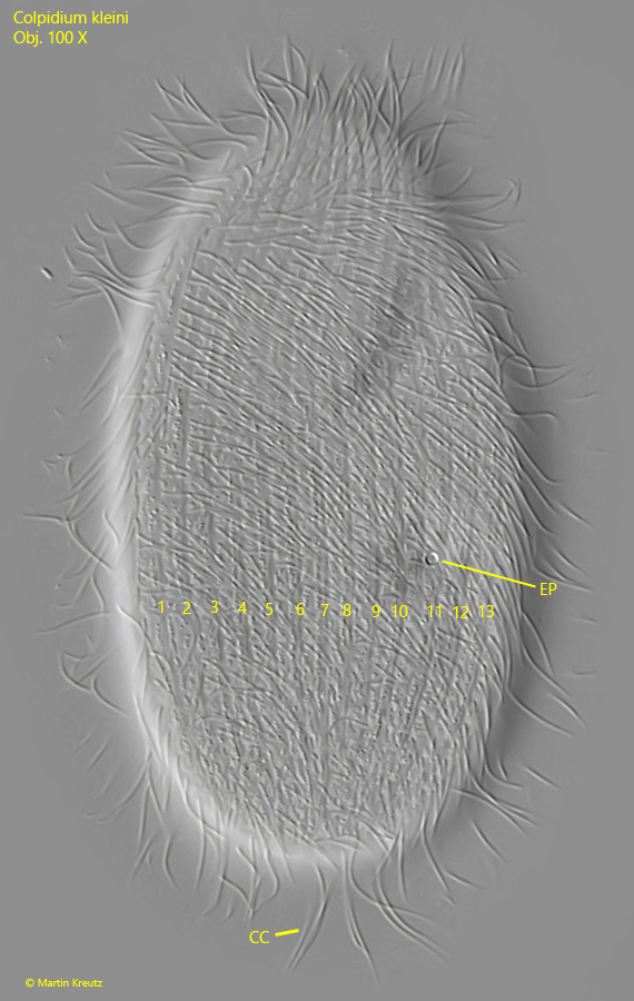 Colpidium-kleini