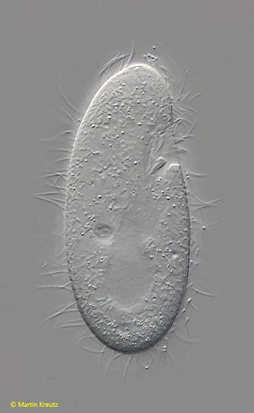 Colpidium-kleini