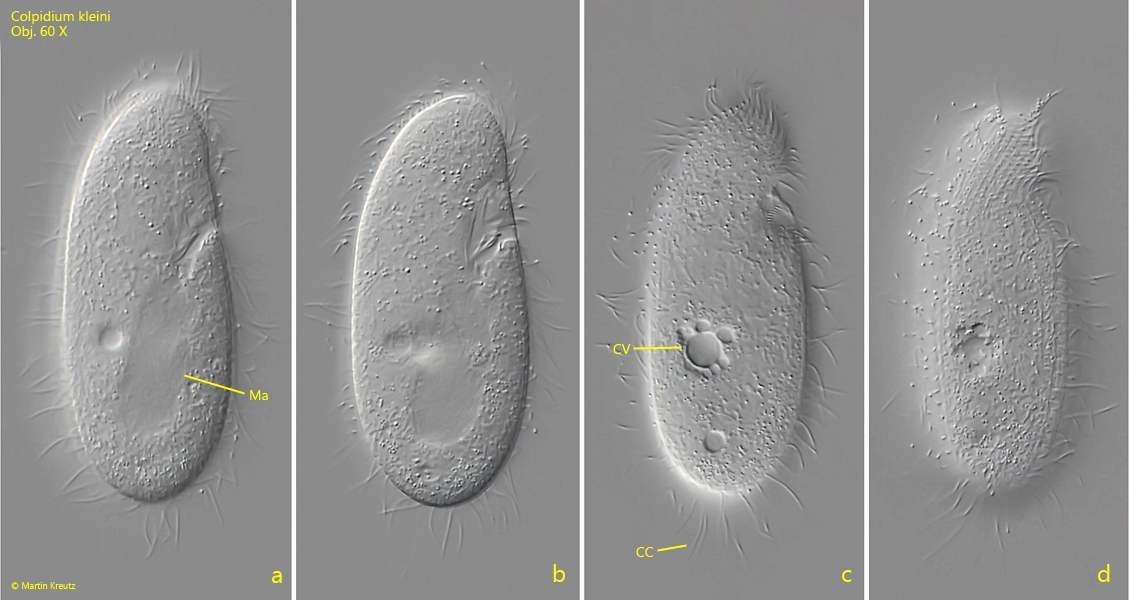 Colpidium-kleini