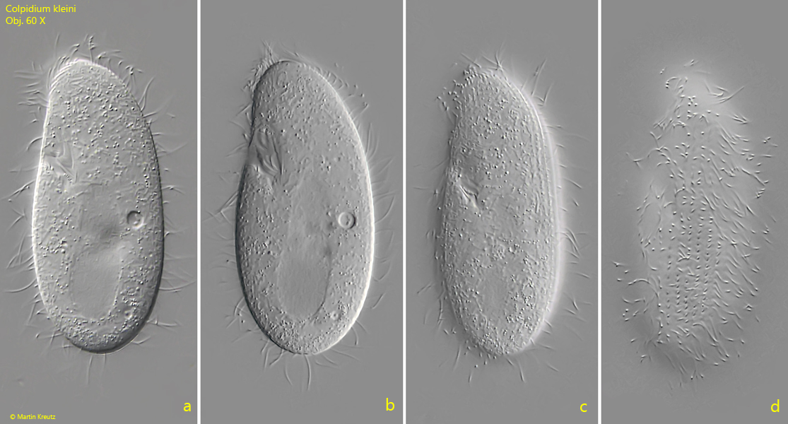 Colpidium-kleini