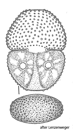 Cosmarium-botrytis